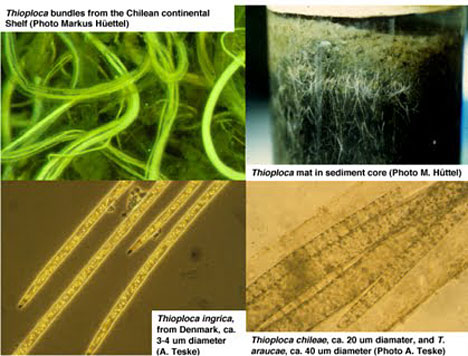 Picture 1 of Huge bacterial carpet in the ocean