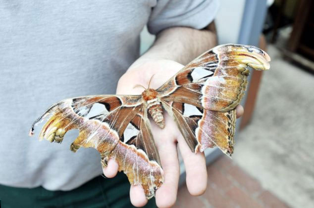 Picture 1 of Huge butterfly