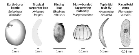 Picture 2 of Huge data warehouse contributes to explain the strange shapes of insect eggs