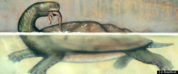 Picture 1 of Huge giant turtle by car