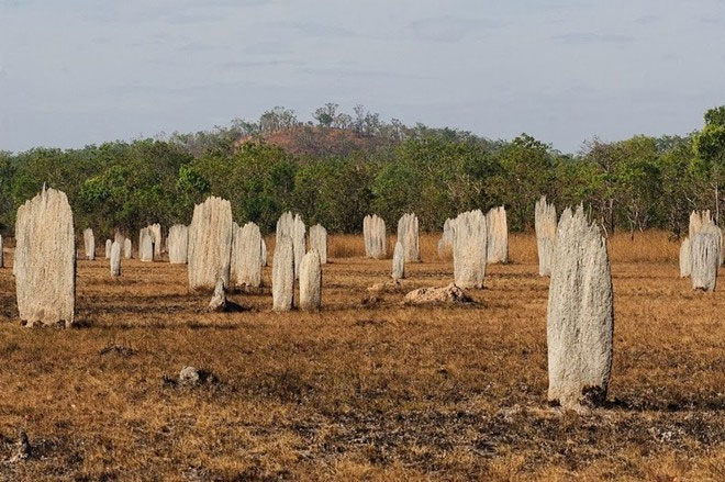 Picture 1 of Huge graveyard in Australia