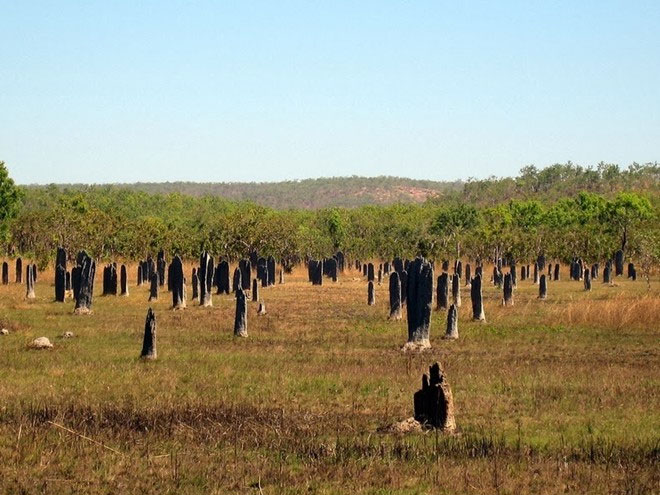Picture 2 of Huge graveyard in Australia