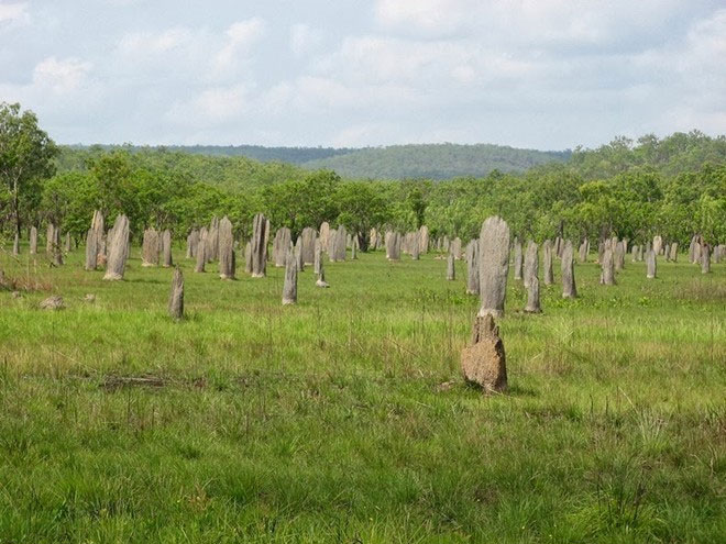 Huge graveyard in Australia