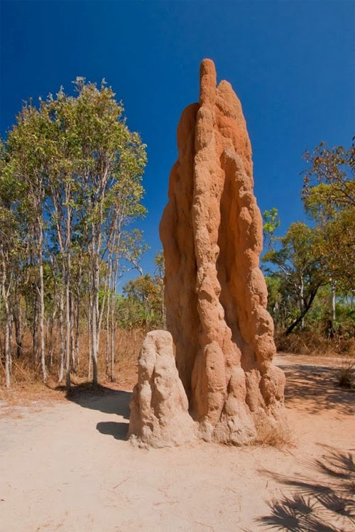 Picture 4 of Huge graveyard in Australia