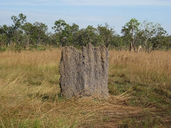 Picture 5 of Huge graveyard in Australia