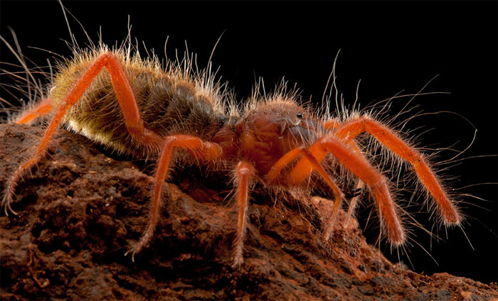 Huge hairy spider in the desert