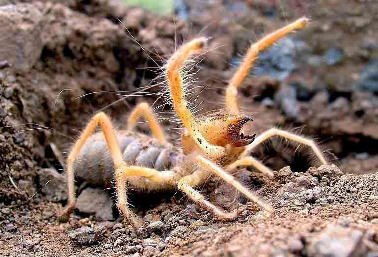 Huge hairy spider in the desert