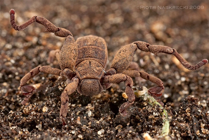 Picture 9 of Huge hairy spider in the desert