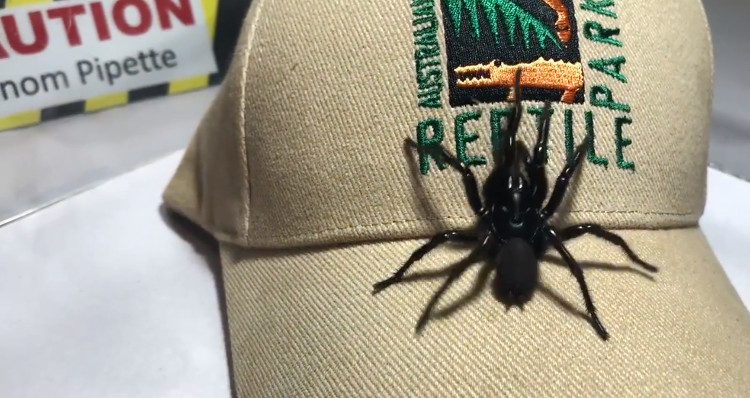 Huge individual spider species in the world images 1