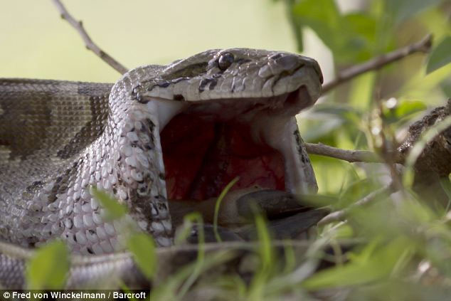 Picture 1 of Huge stone pythons swallow the antelope
