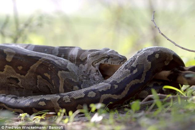 Picture 10 of Huge stone pythons swallow the antelope