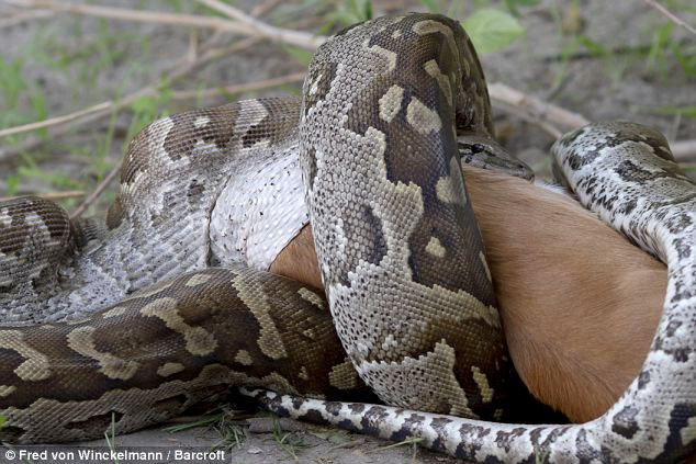 Picture 11 of Huge stone pythons swallow the antelope