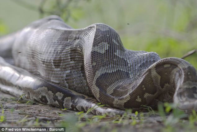 Picture 2 of Huge stone pythons swallow the antelope