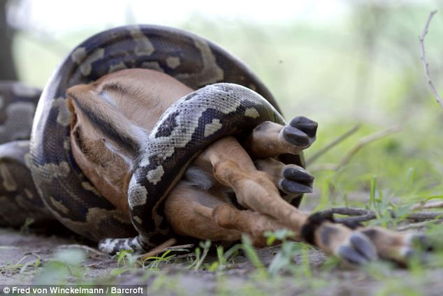 Picture 3 of Huge stone pythons swallow the antelope