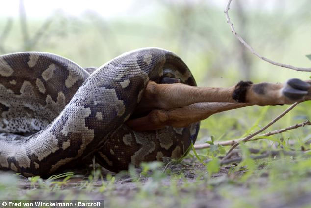 Picture 4 of Huge stone pythons swallow the antelope