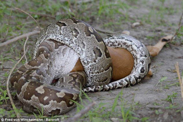 Picture 5 of Huge stone pythons swallow the antelope