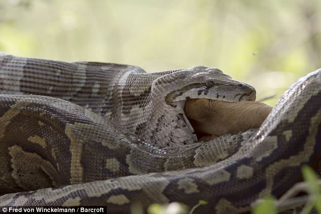 Picture 6 of Huge stone pythons swallow the antelope
