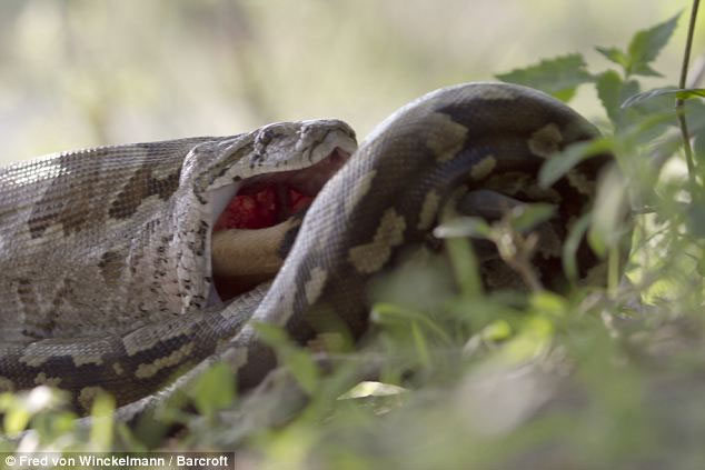 Picture 7 of Huge stone pythons swallow the antelope