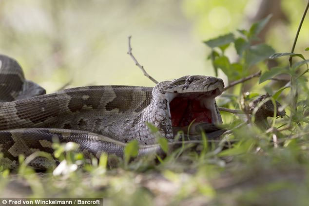 Picture 8 of Huge stone pythons swallow the antelope