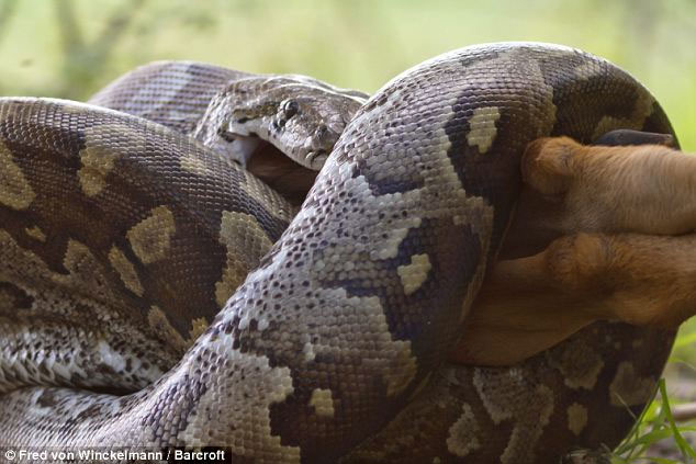 Picture 9 of Huge stone pythons swallow the antelope