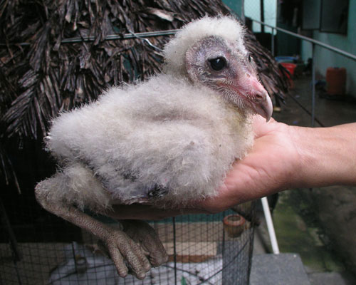 Picture 4 of Huge strange bird nest in people's houses