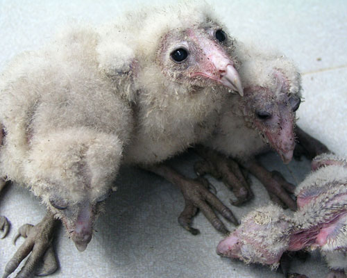 Picture 5 of Huge strange bird nest in people's houses