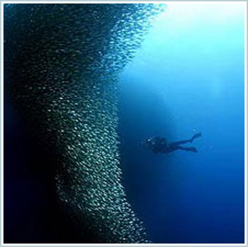 Picture 1 of 'Huge wall of fish' under the sea