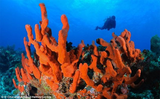 Picture 2 of Human ancestors are jellyfish?