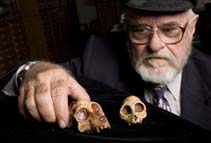 Picture 1 of Human ancestors are not smart