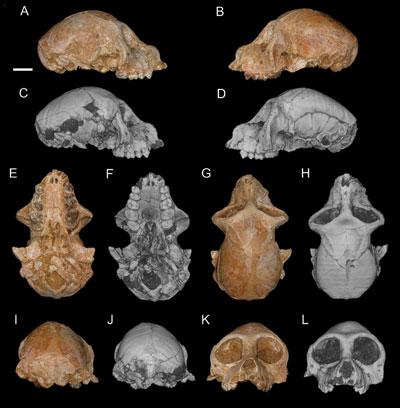 Picture 2 of Human ancestors are not smart