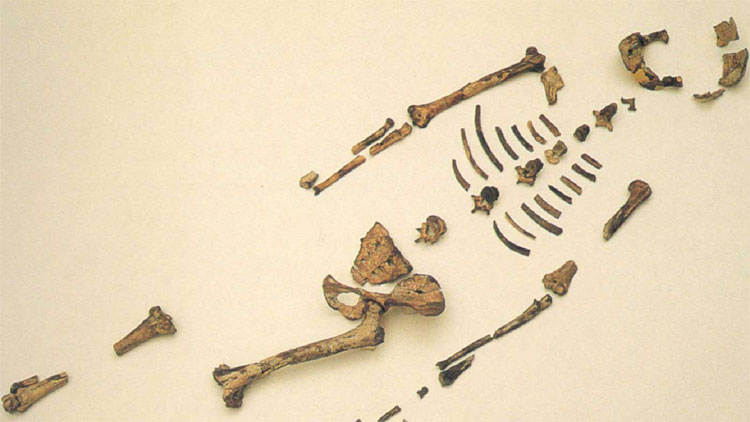 Picture 2 of Human ancestors can walk with their legs but most still live on trees