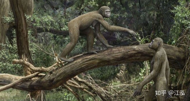 Picture 3 of Human ancestors caused the extinction of animals 4 million years ago