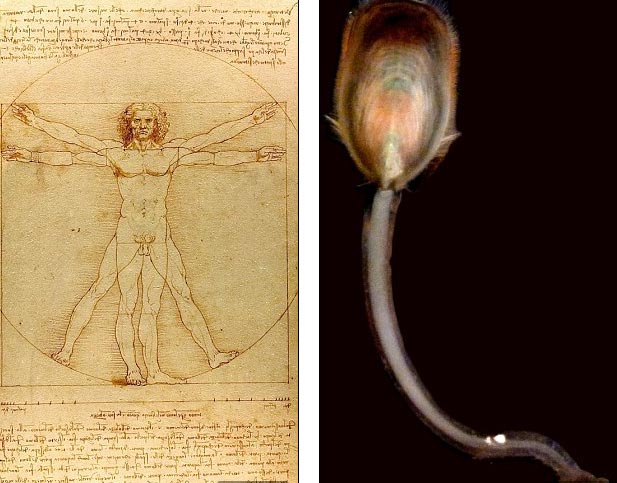Picture 1 of Human ancestors have tentacles?