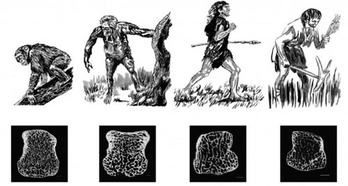 Picture 1 of Human bones are lighter with time