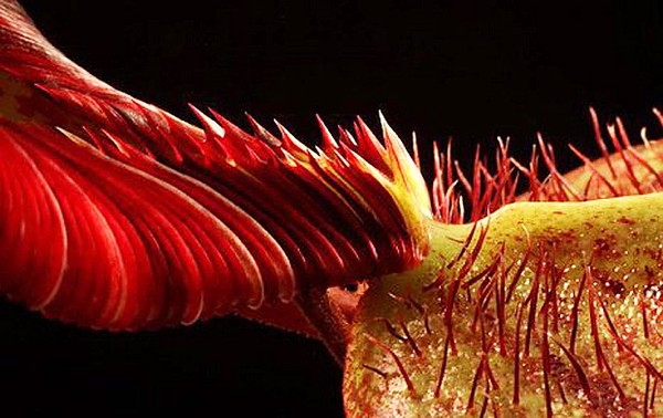 Picture 1 of Human carnivorous plants are shaped like aliens