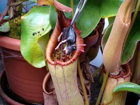 Picture 2 of Human carnivorous plants, from legend to truth