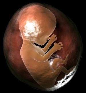 Picture 1 of Human embryonic stem cell research reveals the earliest phase of human development mystery