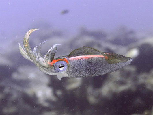 Picture 2 of Human eyes and squid eyes have the same evolutionary process