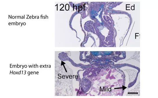 Picture 2 of Human feet and hands have evolved from ancient fish fins