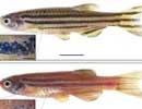 Picture 1 of Human gene changes color of fish