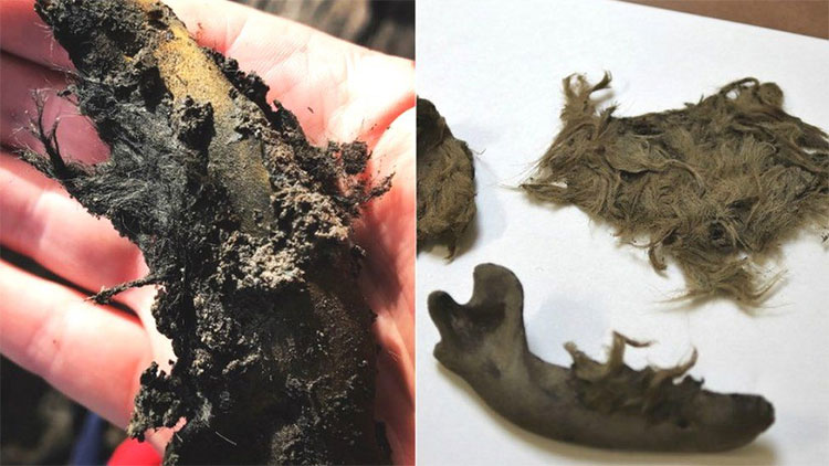 Picture 1 of Human skulls and furless dog bodies discovered in the UK