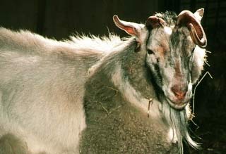 Picture 2 of Human-Animal Hybrid - Human and animal hybrid products