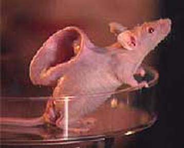 Picture 3 of Human-Animal Hybrid - Human and animal hybrid products