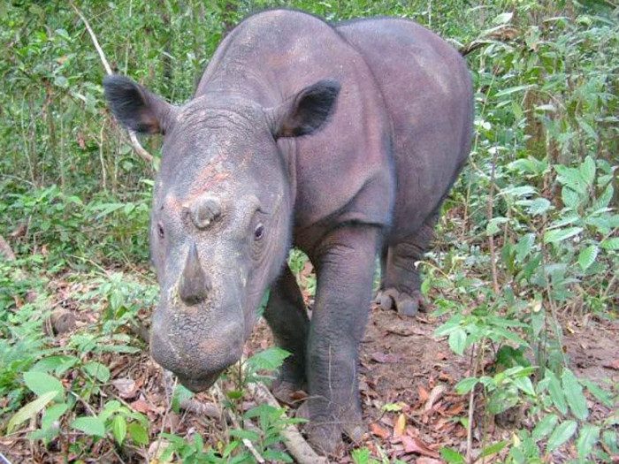 Picture 1 of Humans are at risk because the animals decline too limited