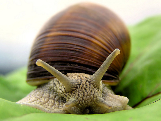 Picture 1 of Humans can live up to 500 years by snail gene