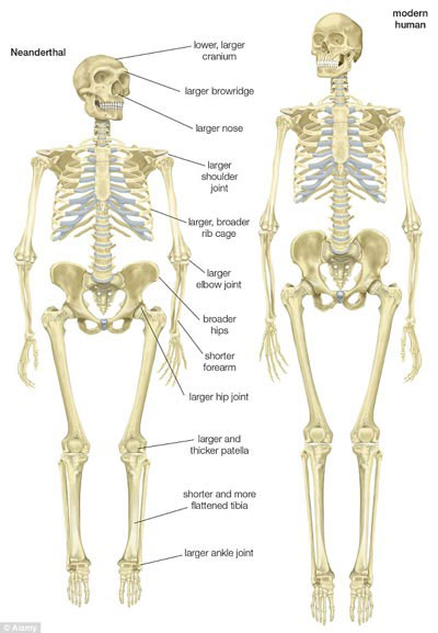 Picture 3 of Humans carry the genes of Neanderthals?