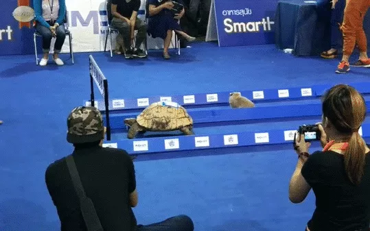 Picture 1 of Humans have been cheated for hundreds of years by turtles without knowing