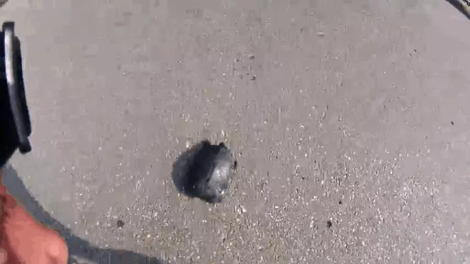 Picture 2 of Humans have been cheated for hundreds of years by turtles without knowing
