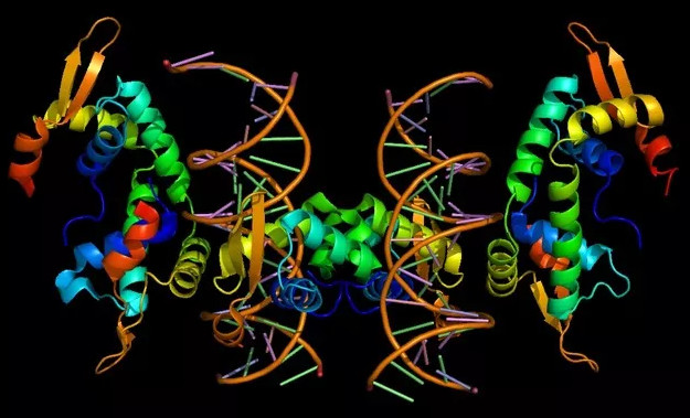 Picture 2 of Humans know how to say it thanks to a genetic mutation