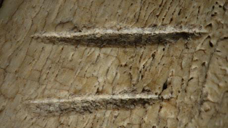 Picture 1 of Humans know how to use the tool from 3.4 million years ago
